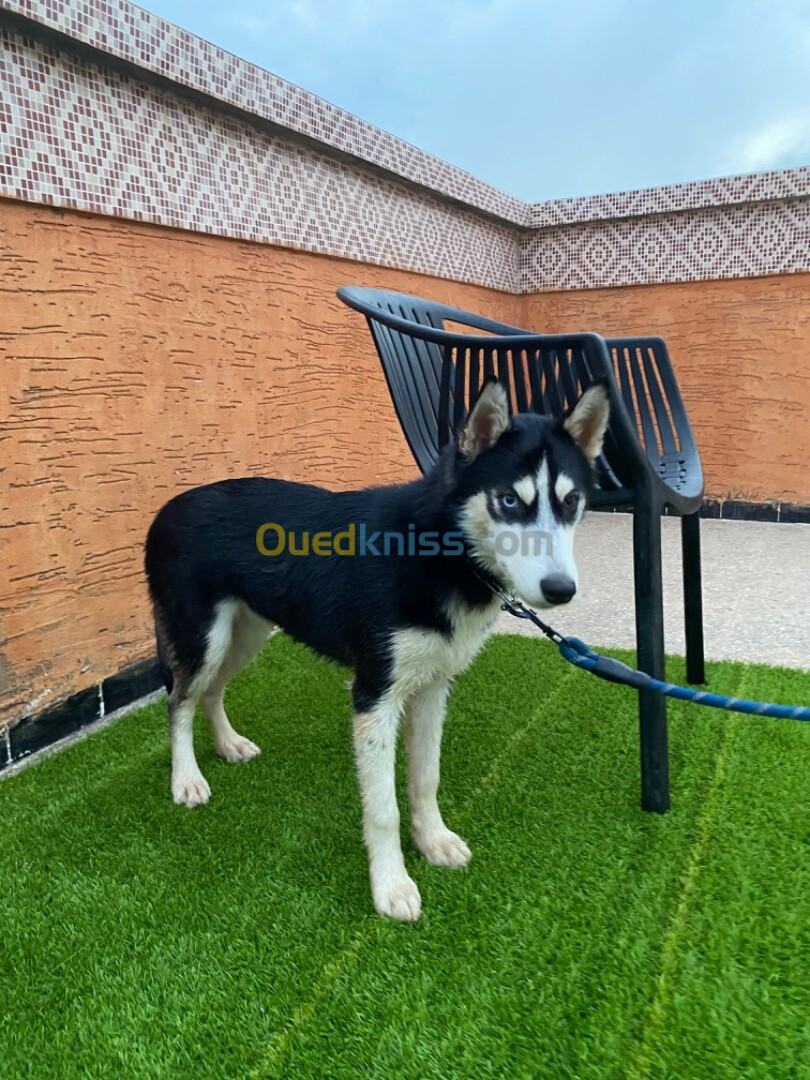 Husky siberien (pure race)