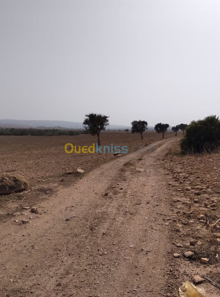 Vente Terrain Oran Boufatis