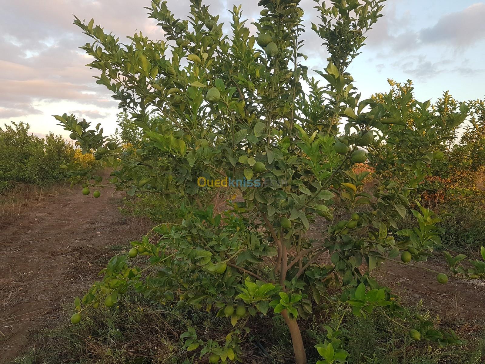 Je vends des citrons