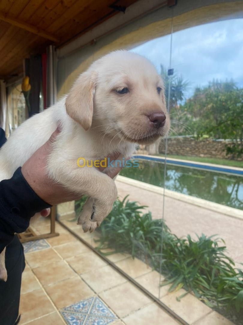 Chiots Labradors à vendre