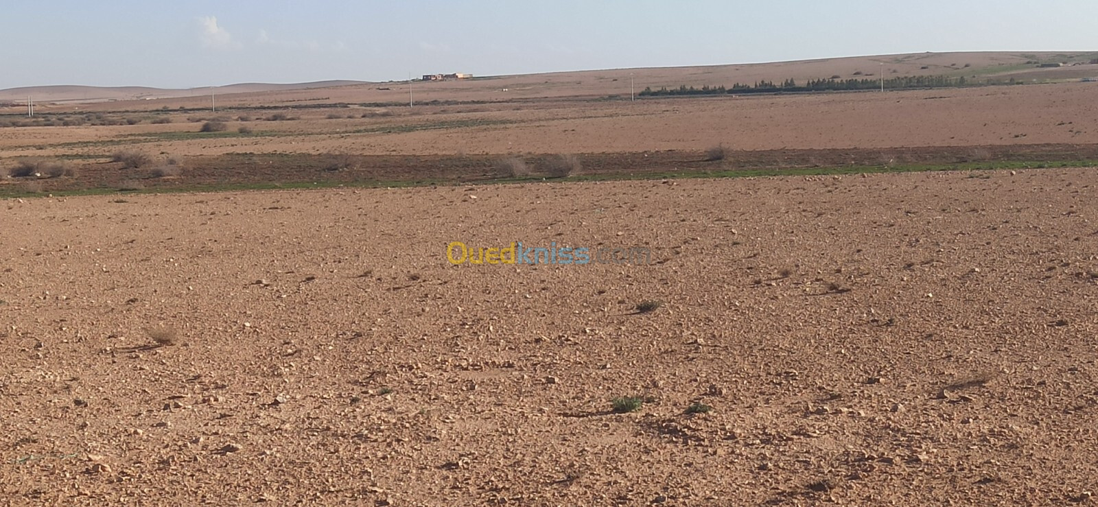 Vente Terrain Agricole Djelfa Ain oussara