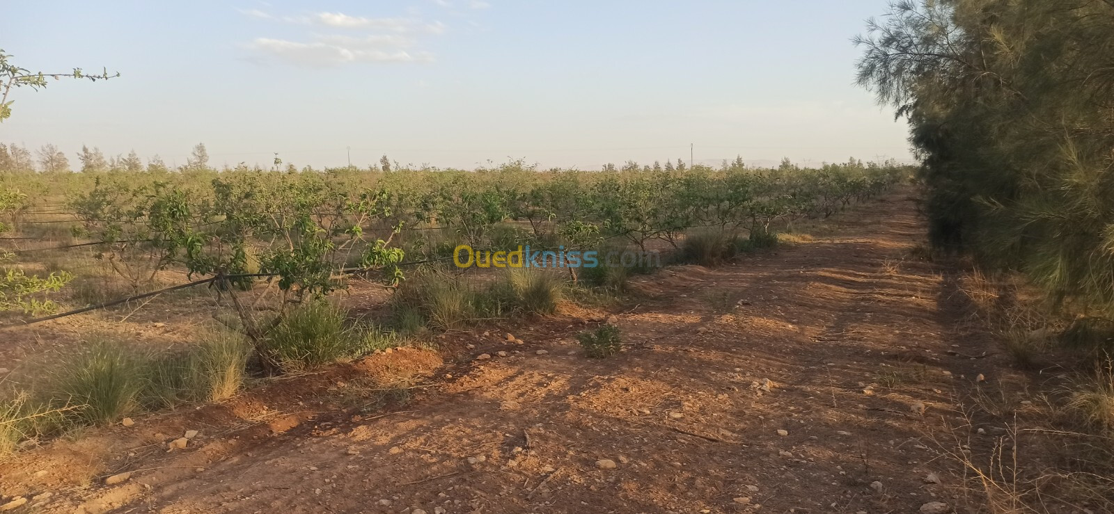 Vente Terrain Agricole Djelfa Ain oussara