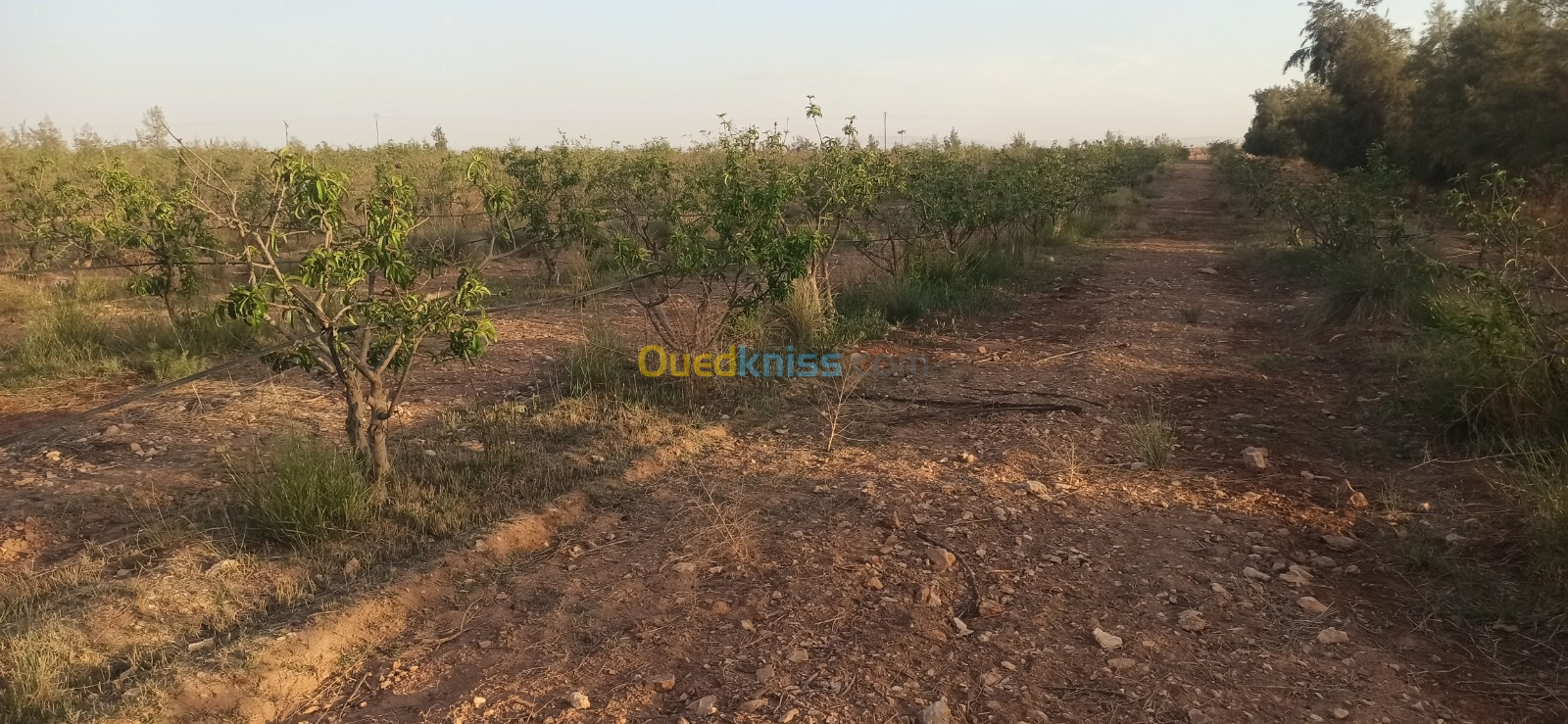 Vente Terrain Agricole Djelfa Ain oussara