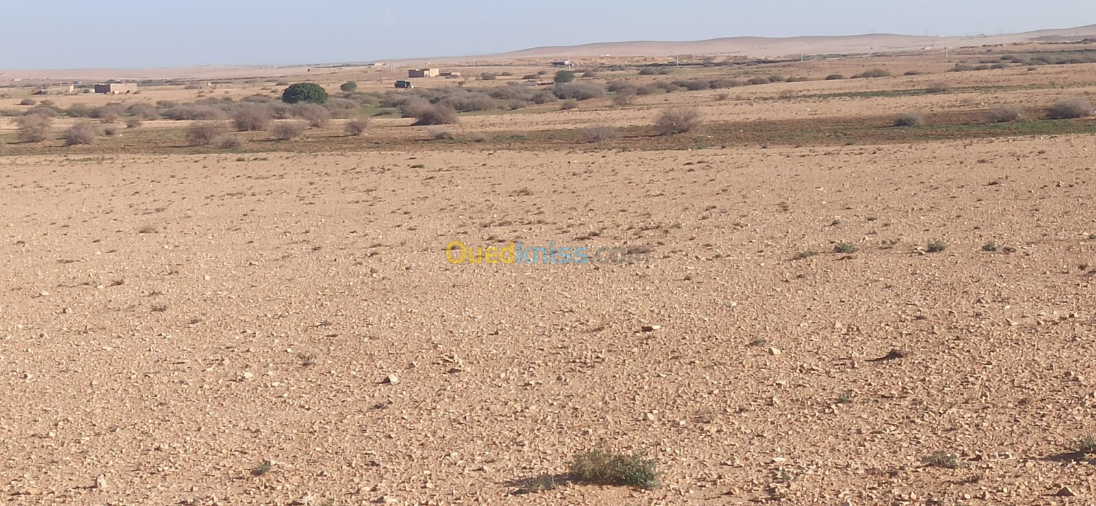 Vente Terrain Agricole Djelfa Ain oussara