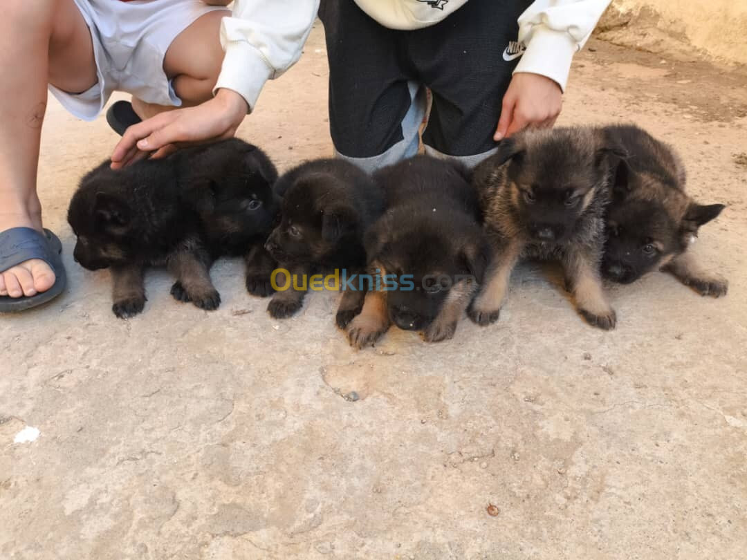 vente des chiens race berger américain accetta