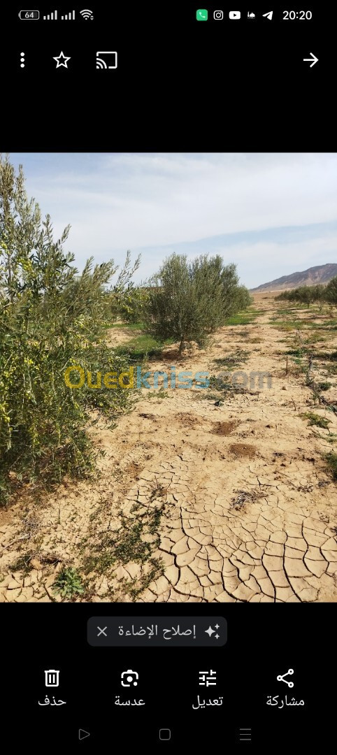 Vente Terrain Agricole Mascara Bou hanifia