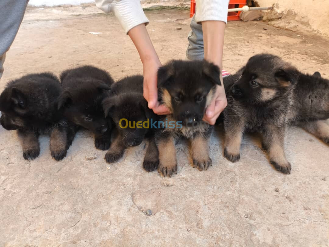 vente des chiens race berger américain accetta