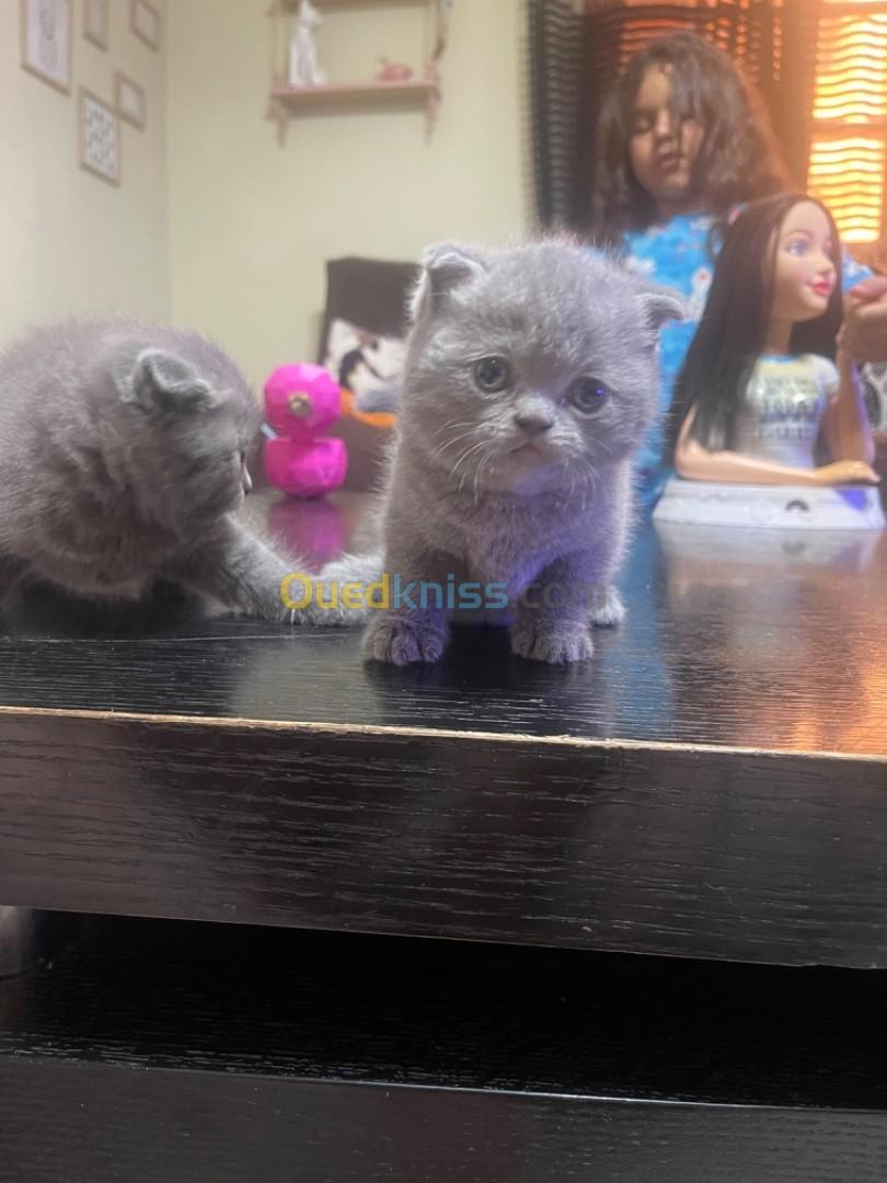 Scottish fold femelle