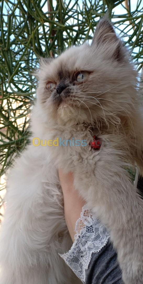 Chat person himalayenne femelle race pure