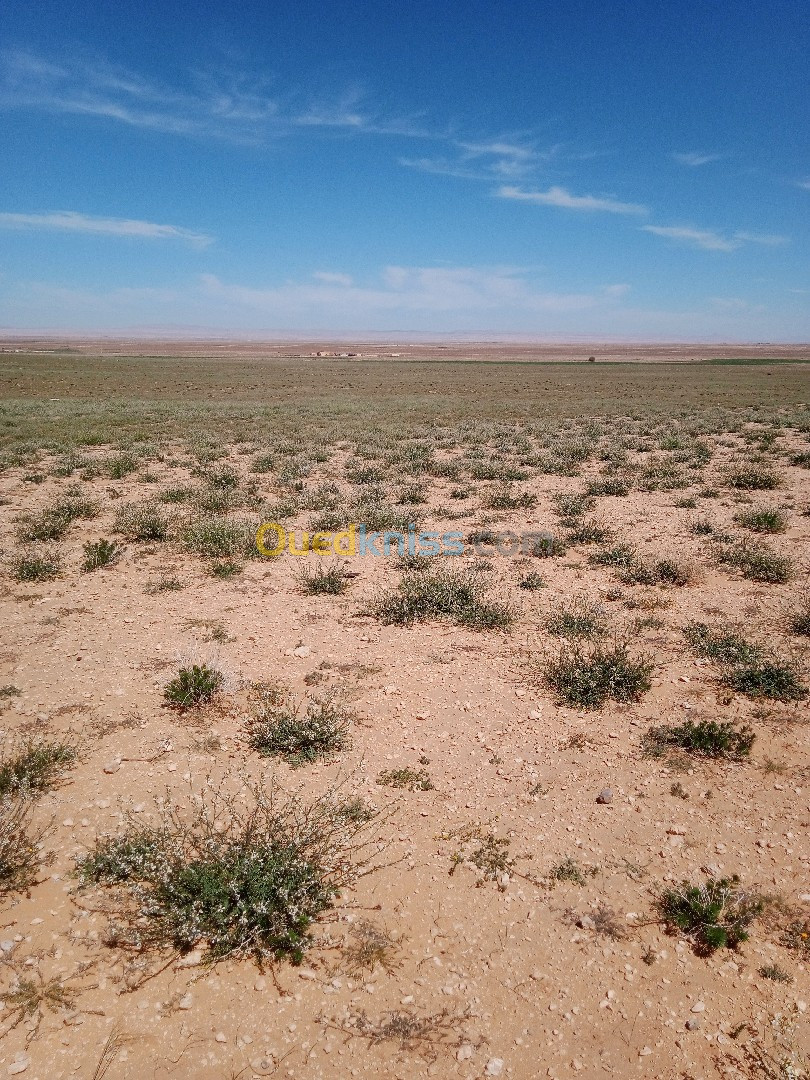 Vente Terrain Agricole Djelfa Benhar