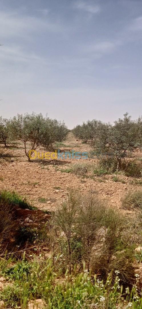 Vente Terrain Agricole Djelfa Ain oussara