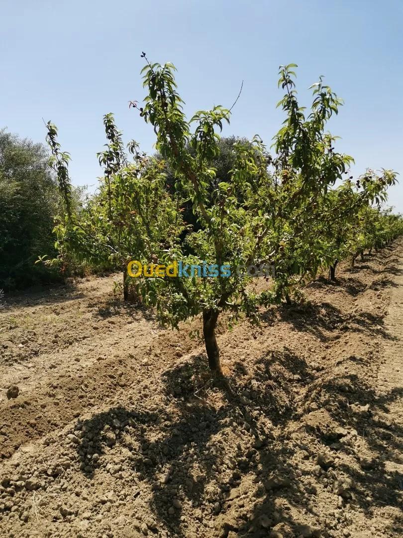 Vente Terrain Agricole Tipaza Sidi rached