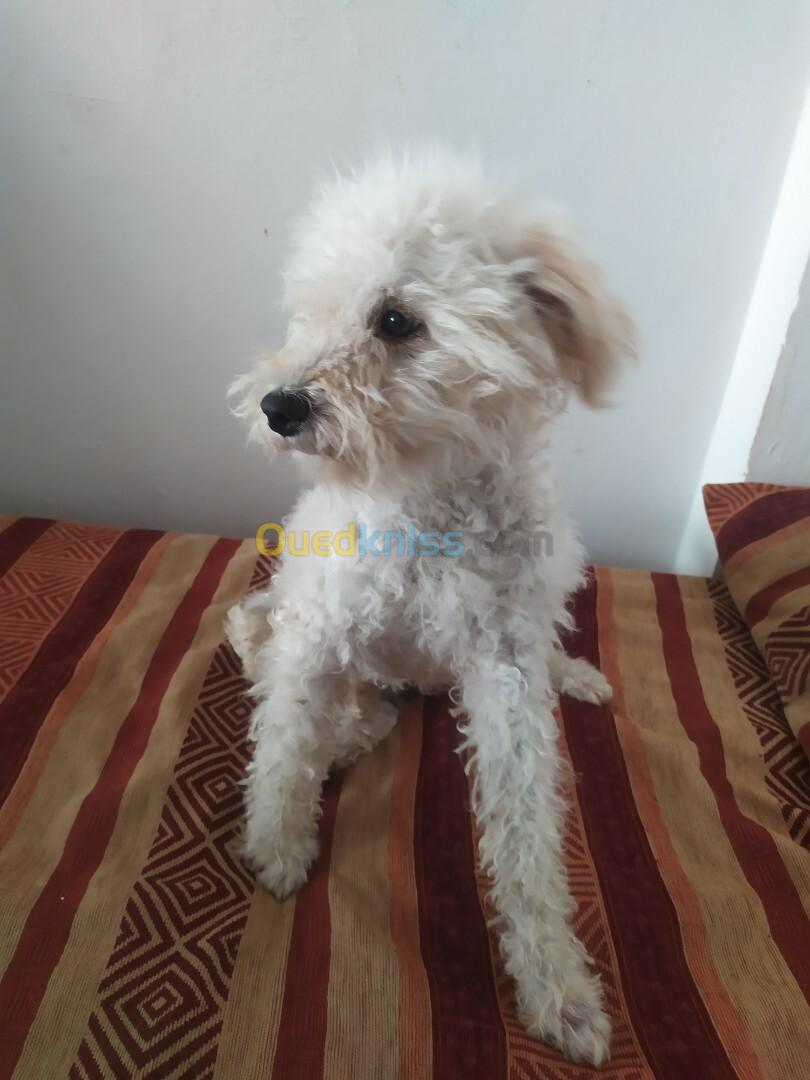 Caniche bichon male rass Espagnole 