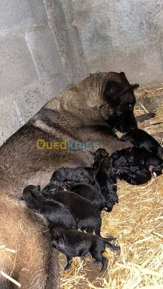 Femelle malinois pur race 20 mois