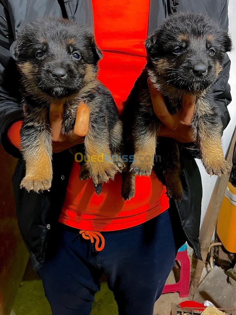 Chiot berger allemand 