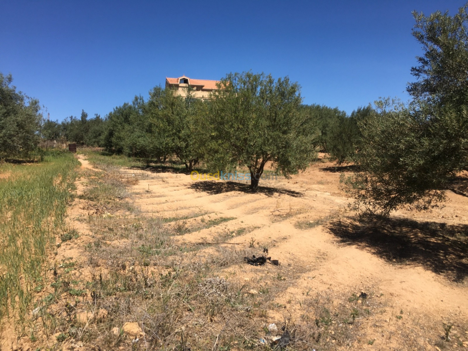 Vente Villa Bouira Oued el berdi