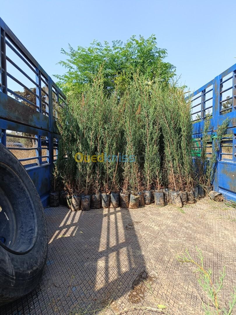 Cyprès et casuarina اشجار التسييج 