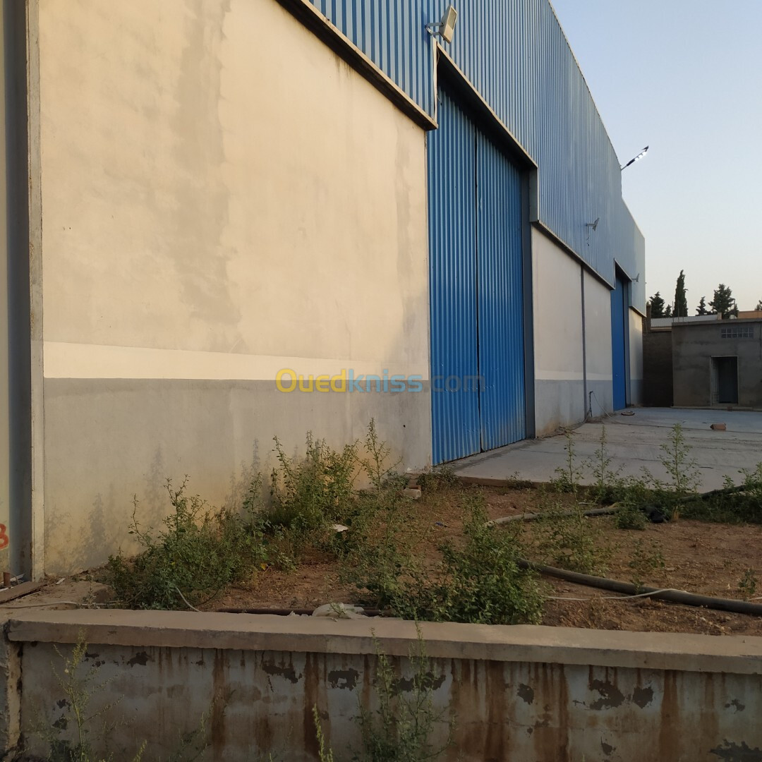 Location Hangar Setif Ain arnat