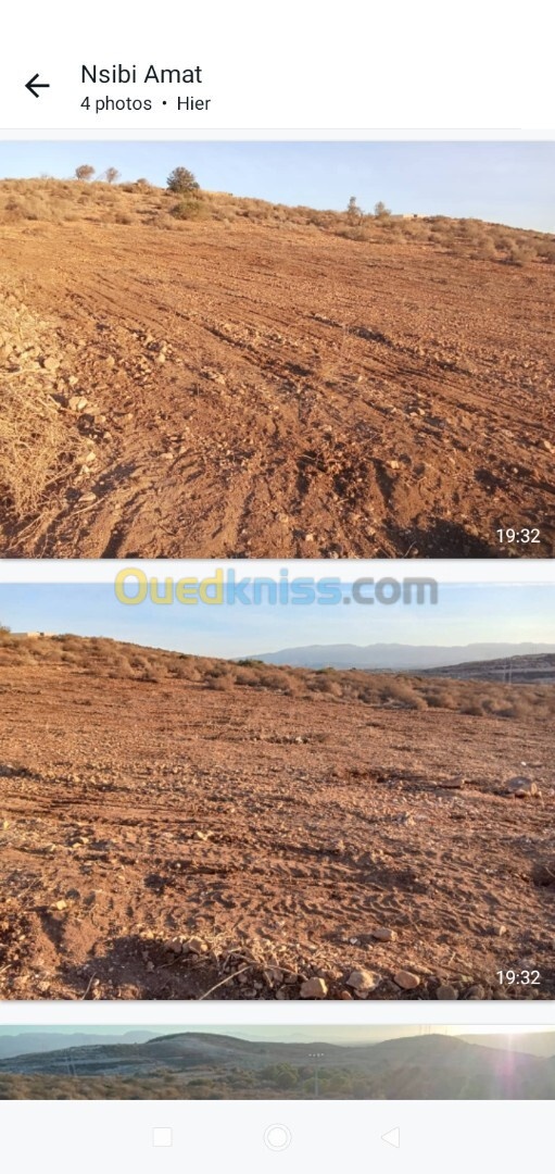 Vente Terrain Agricole Tlemcen Marsa ben mhidi