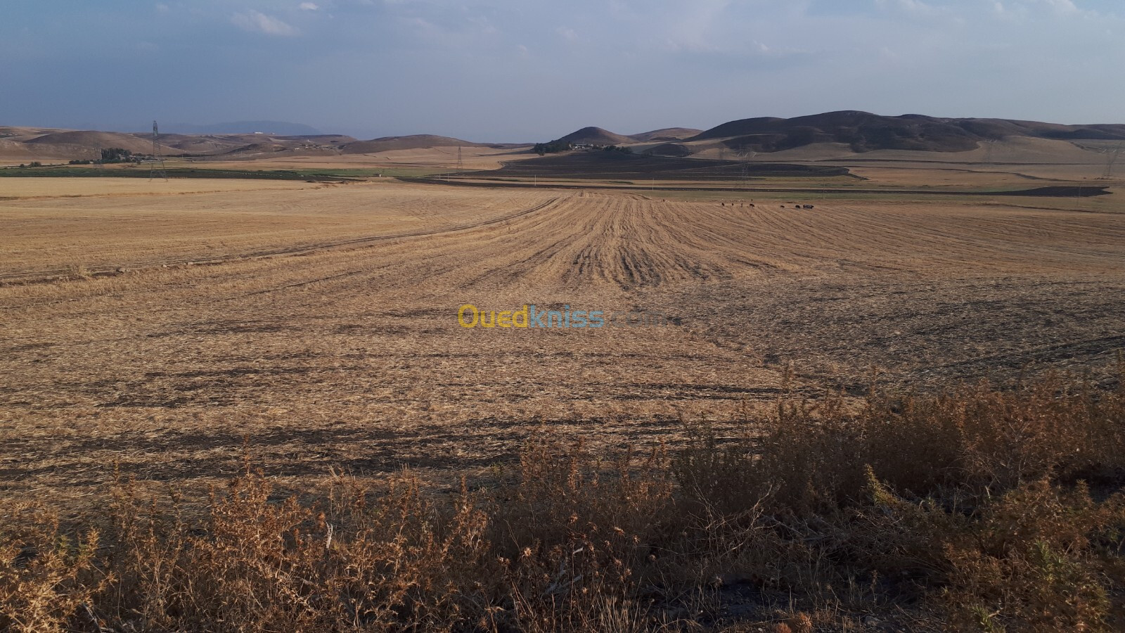 Vente Terrain Sétif Mezloug