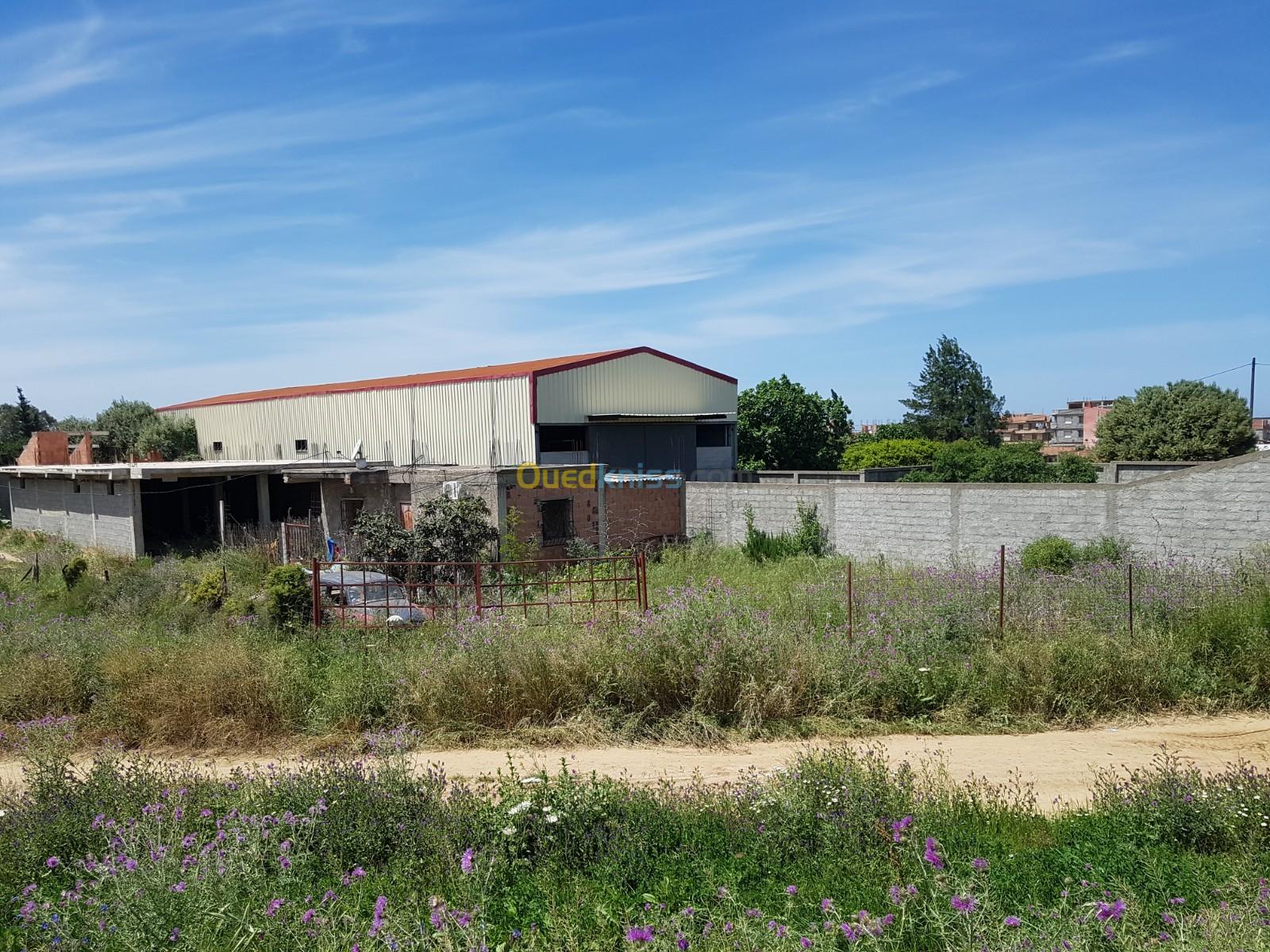 Location Hangar Alger Rouiba