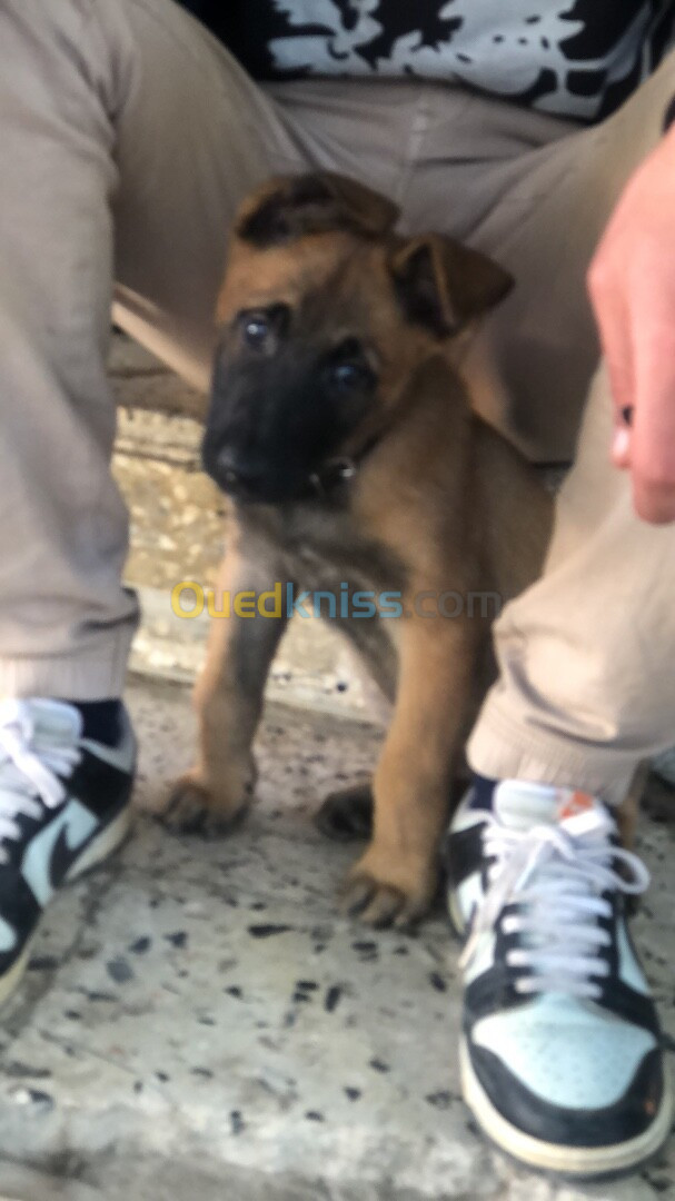 Berger belge malinois 