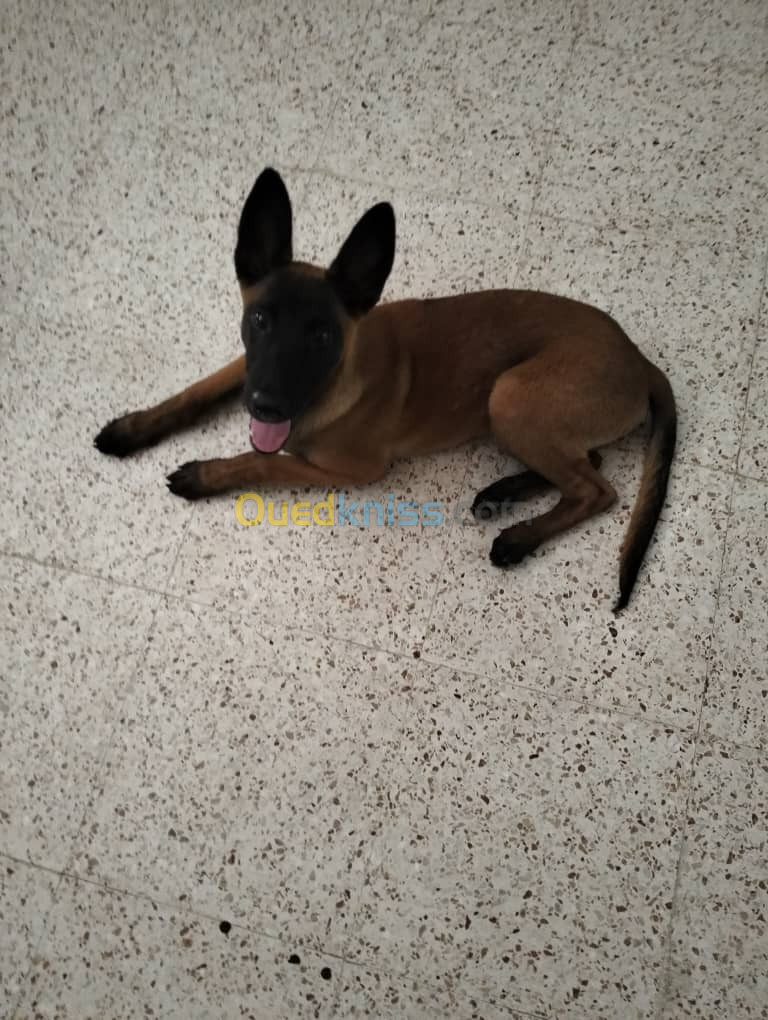 Malinois 4 mois 