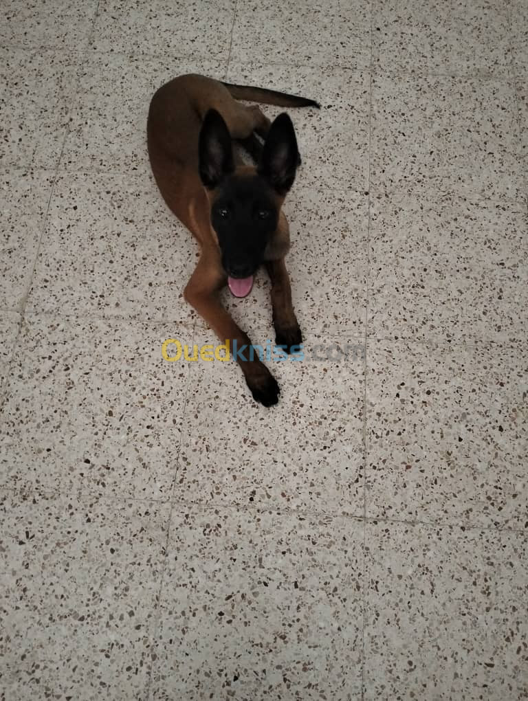 Malinois 4 mois 