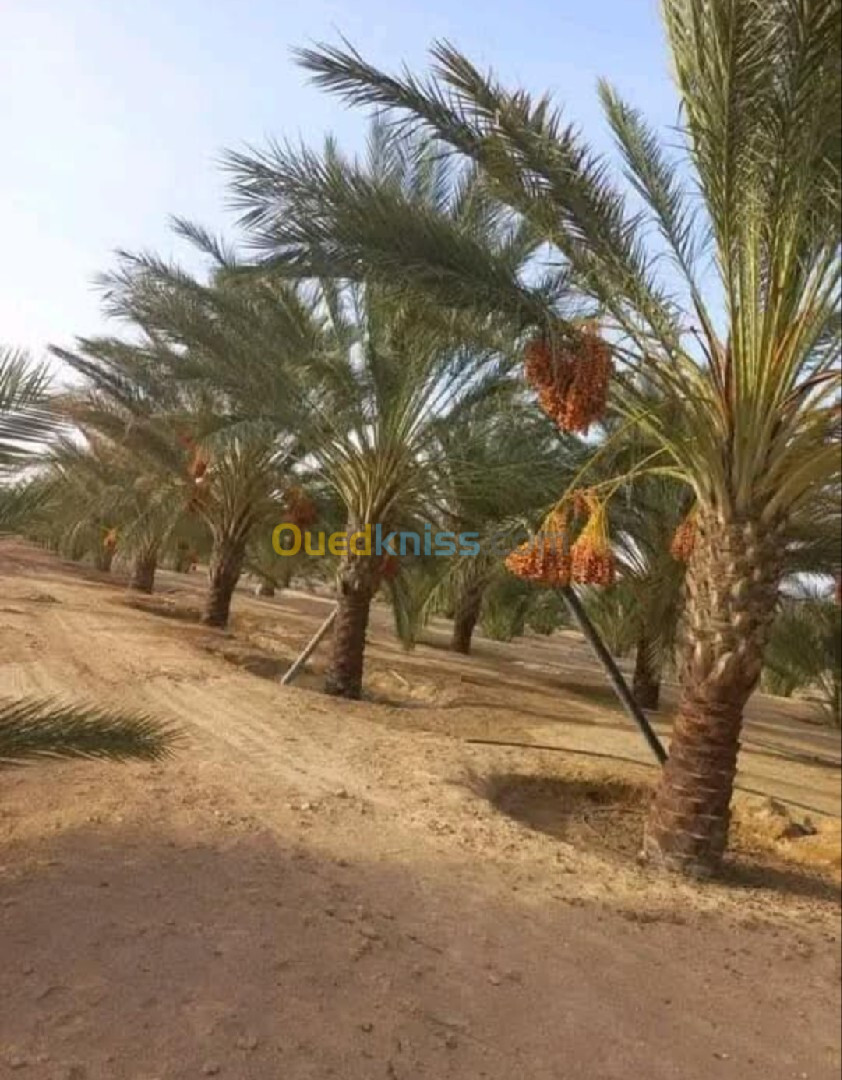 Vente Terrain Agricole Biskra Biskra