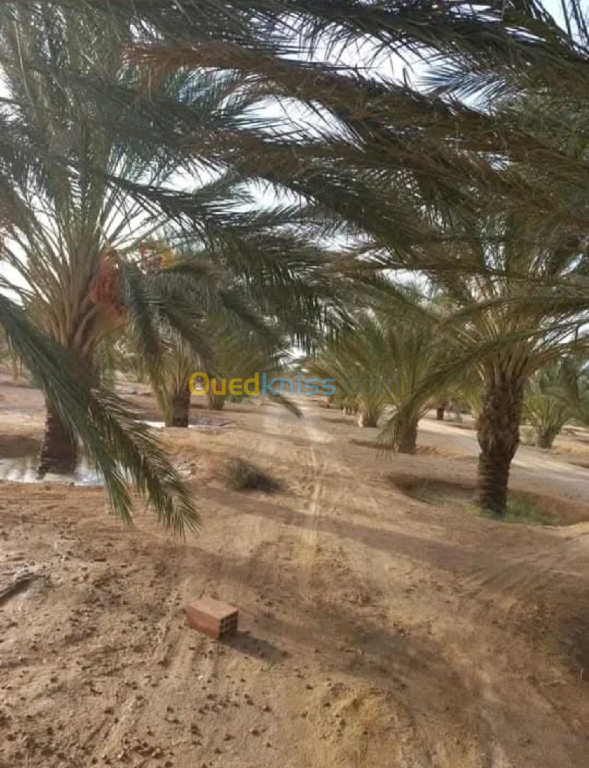 Vente Terrain Agricole Biskra Biskra