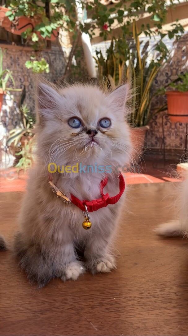 Chaton Femelle persan himalayenne 