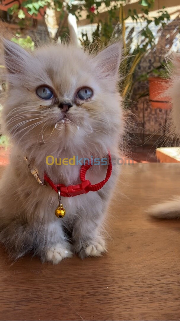 Chaton Femelle persan himalayenne 