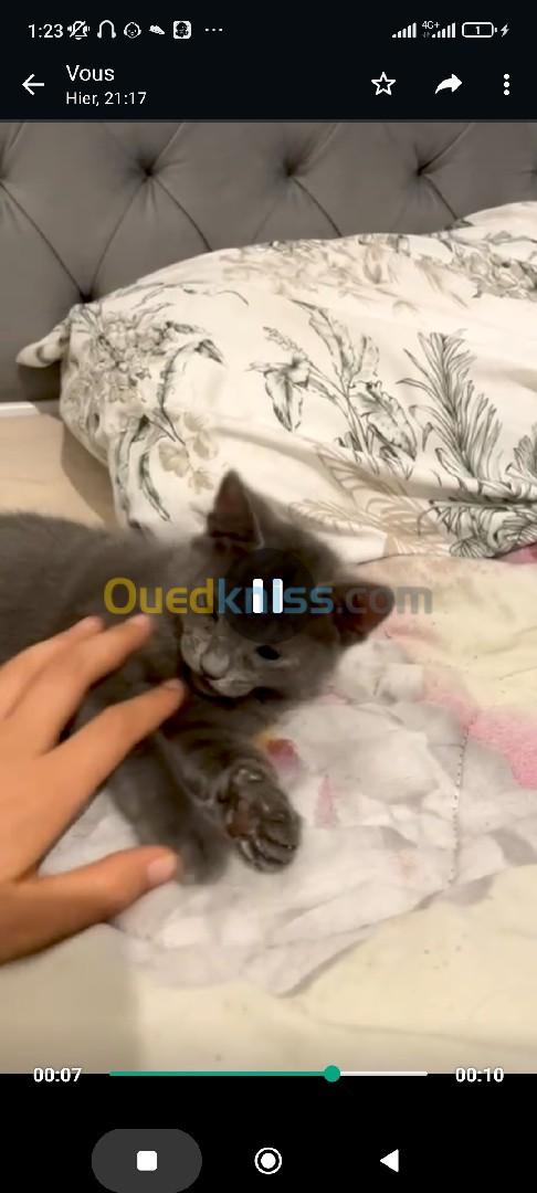 chat blue russe femelle male