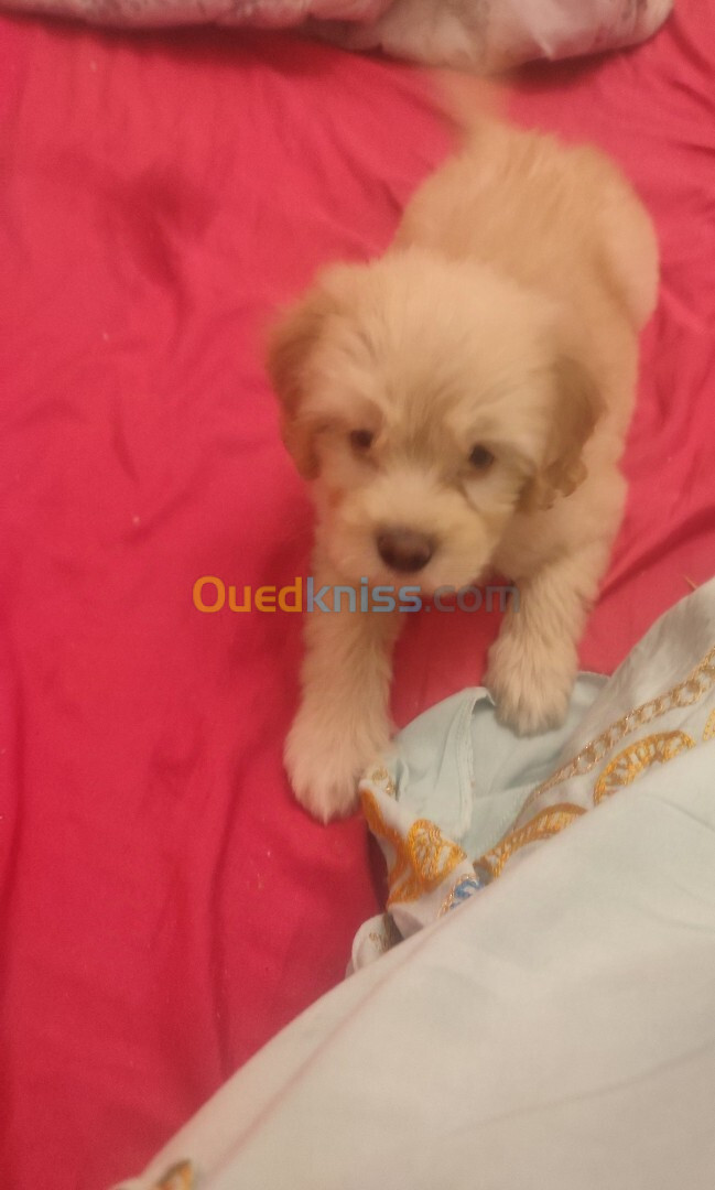 Vend chiot bichon Maltais nain très beau et câlin