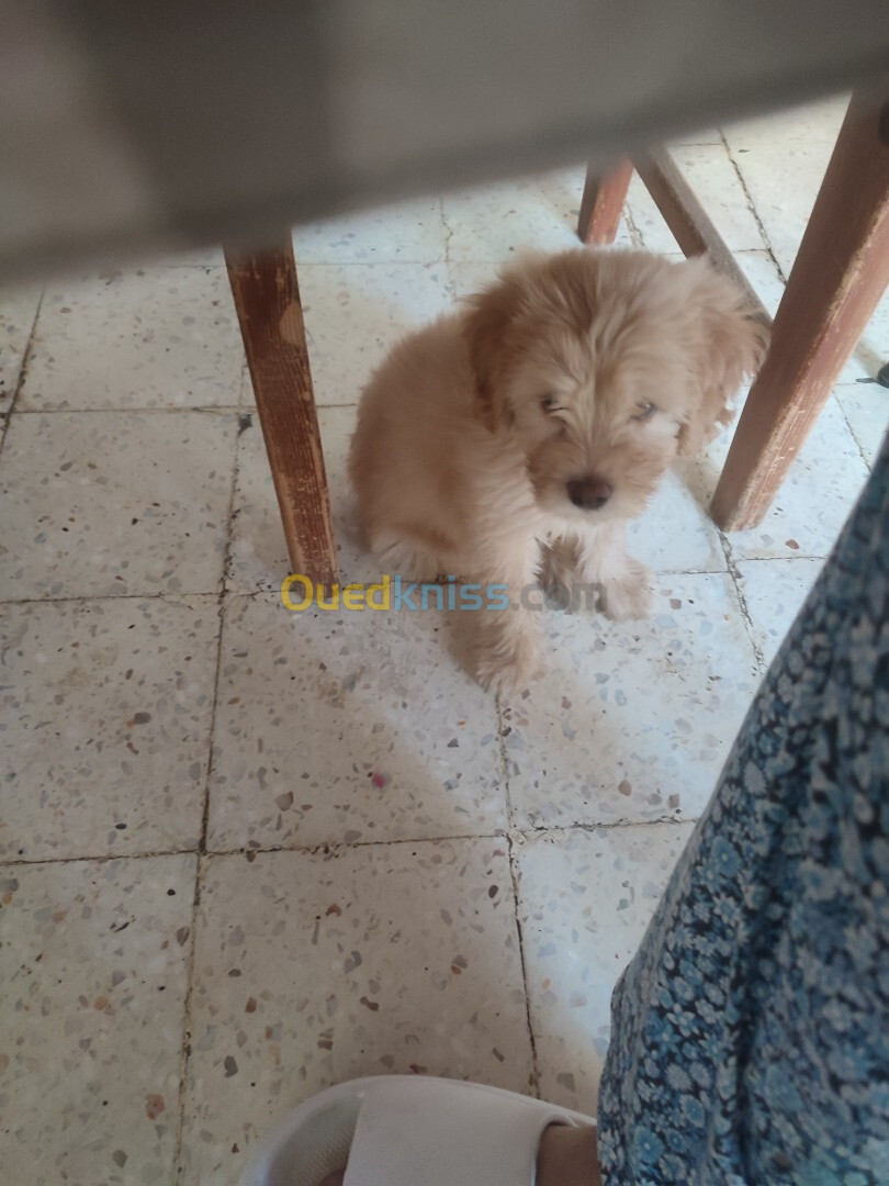 Vente d enfants n très beau chien de 2 mois bichon maltais avec carnet de santé et sa cage 