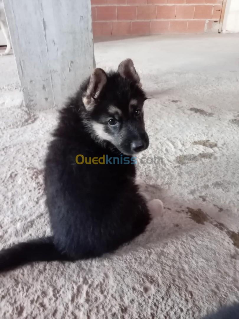 Croisé berger allemand et husky 