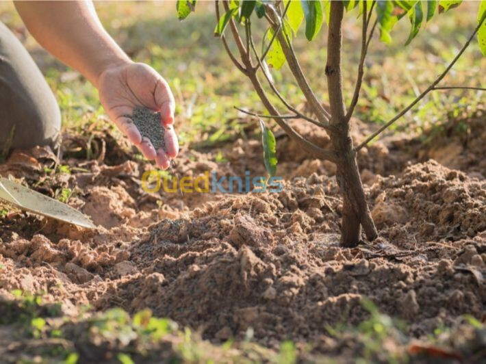 برادة الحديد لتسميد أشجار الحمضيات و الزيت        Limaille de fer pour fertiliser les agrumes