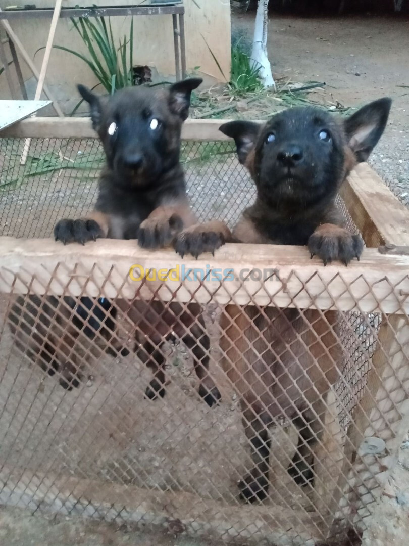 femelles Malinois 