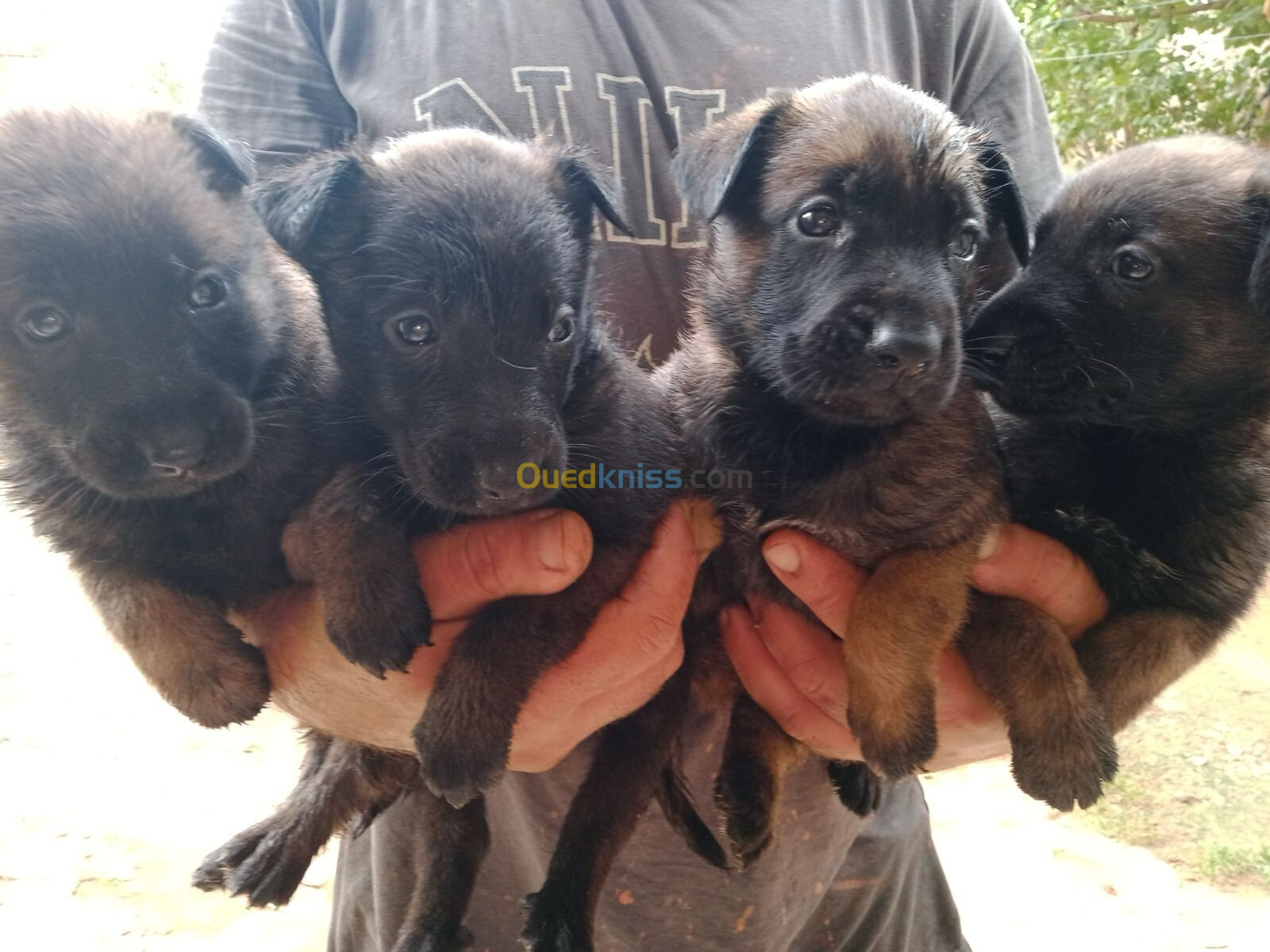 femelles Malinois 