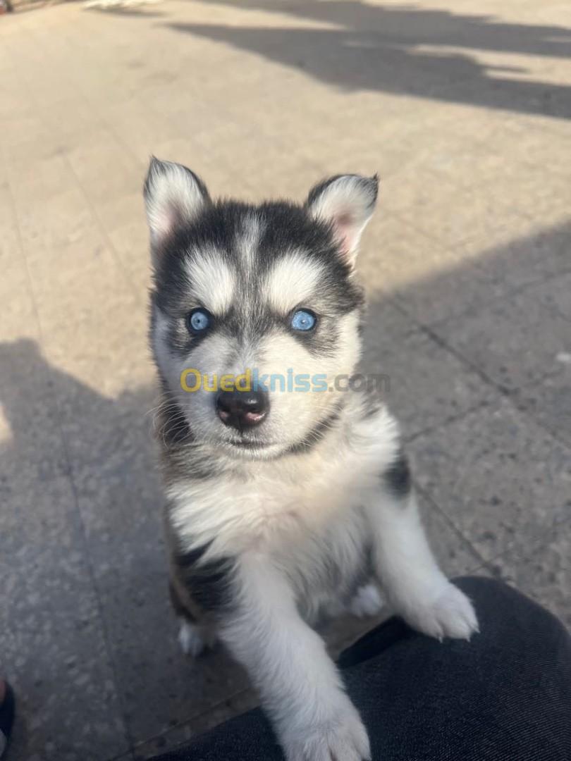 Husky 40 jours femmal 