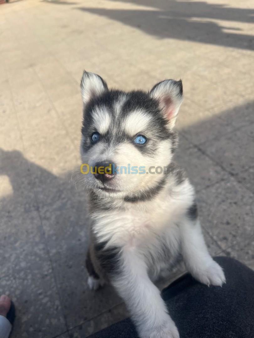 Husky 40 jours femmal 