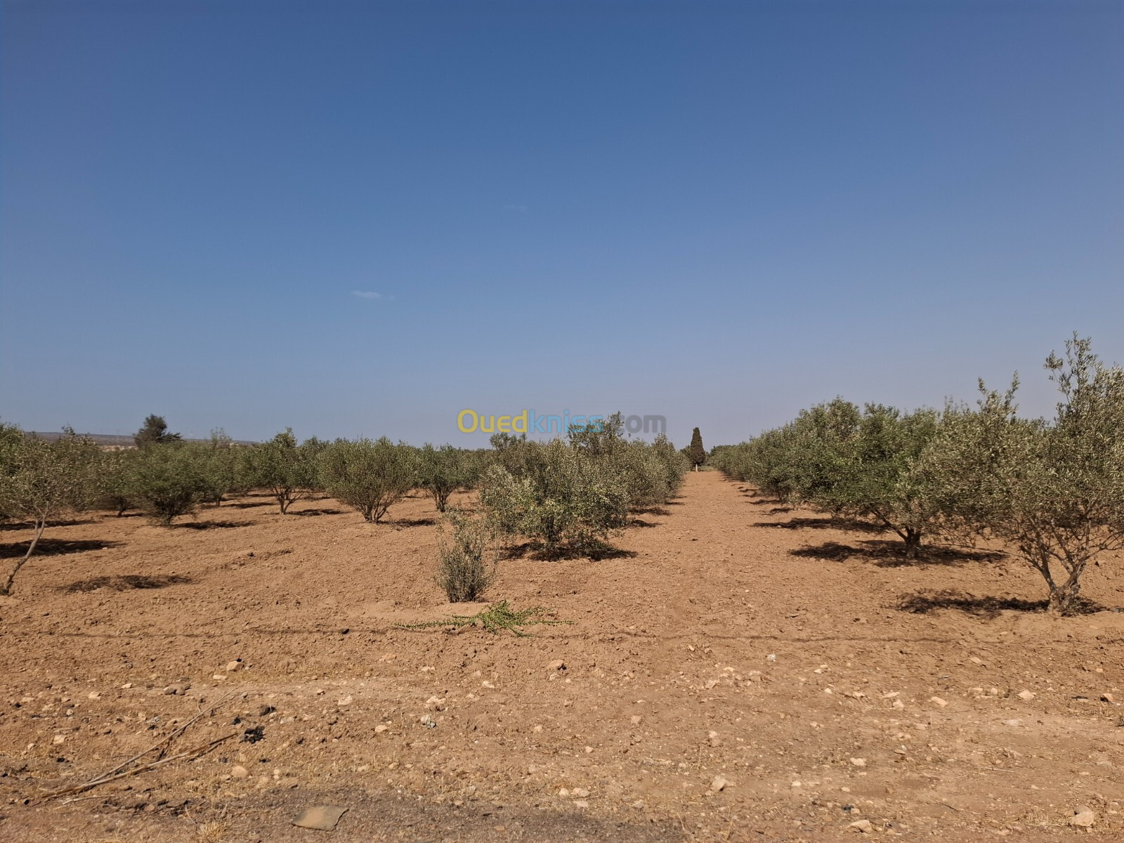 Vente Terrain Agricole Oran Boutlelis