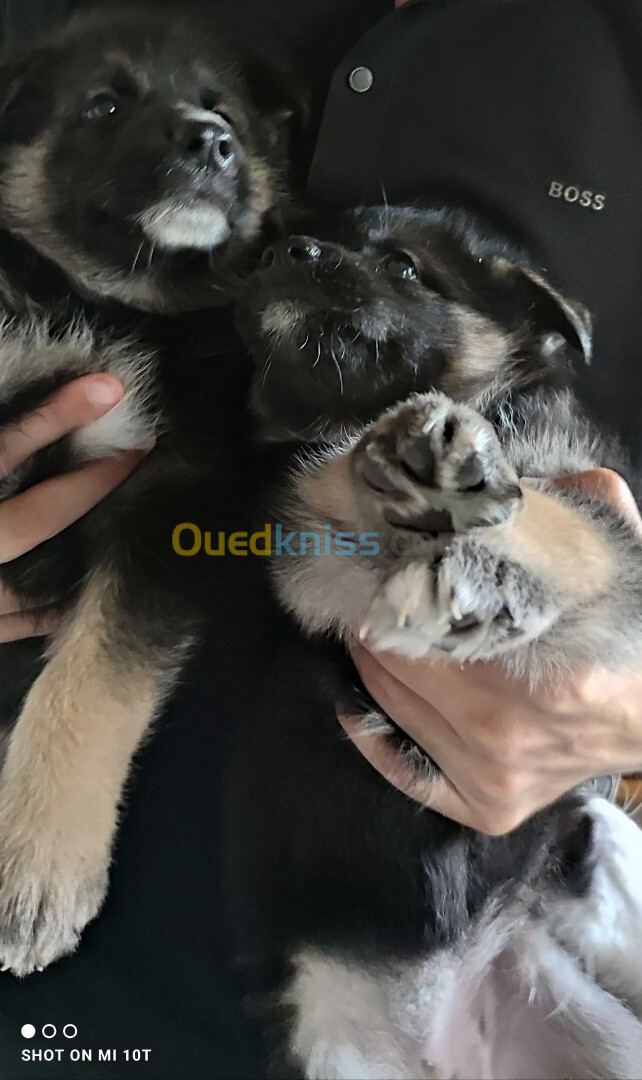 Disponible 2chiot husky croisé berger   mâle /femelle