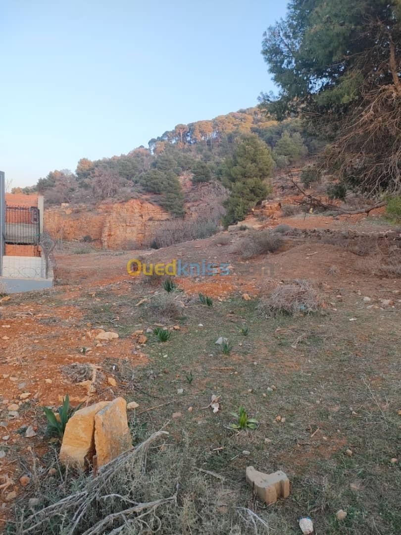 Vente Terrain Tlemcen Tlemcen