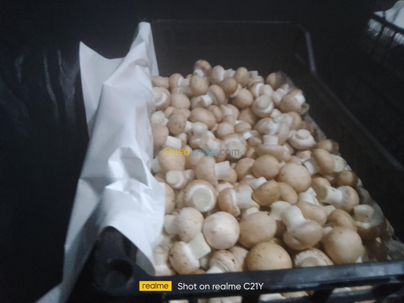 Champignon de Paris frais 