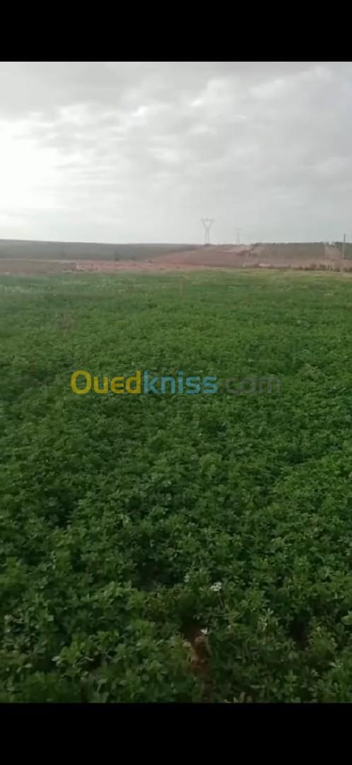 Vente Terrain Agricole Djelfa Ain oussara