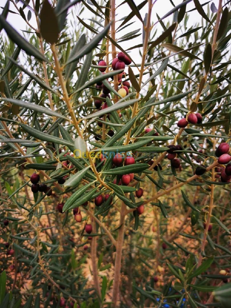 Vente Terrain Agricole Djelfa Ain oussara