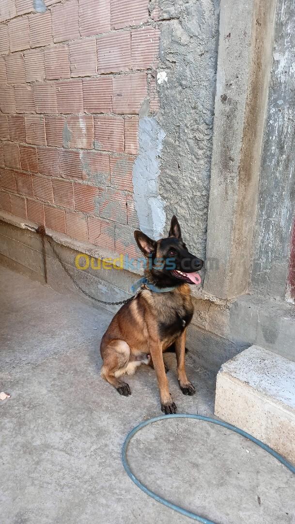 Un malinois bezzaf chbab