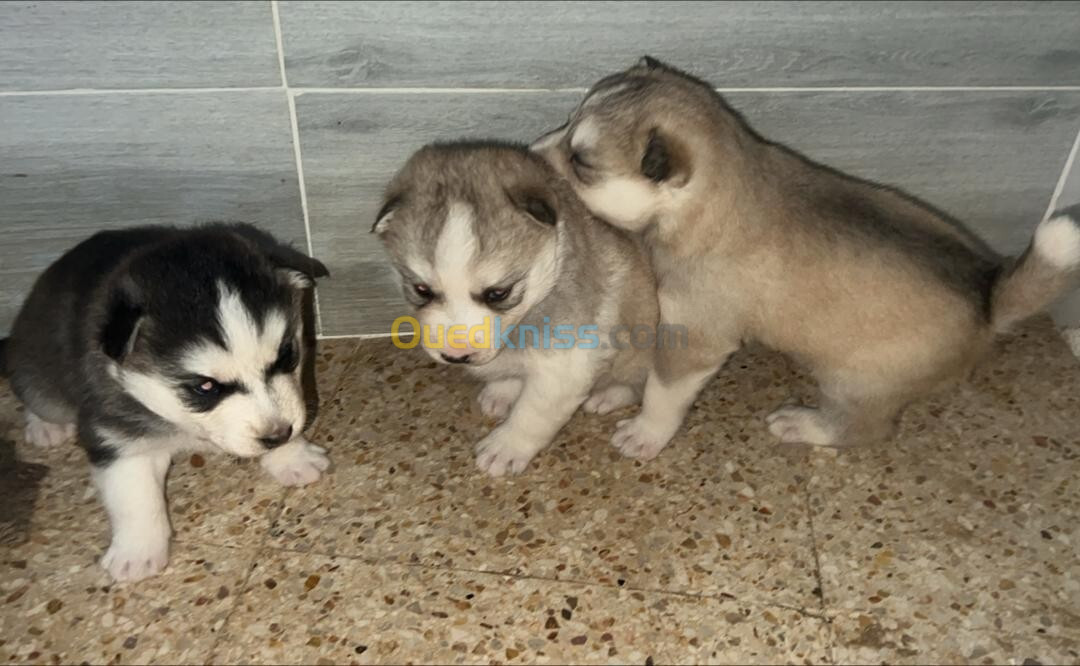 Chiots husky 