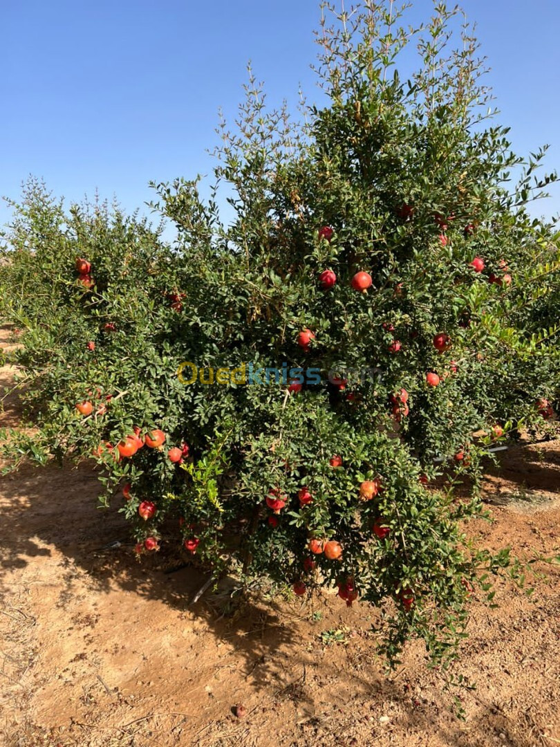 Vente Terrain Agricole Oran Oran